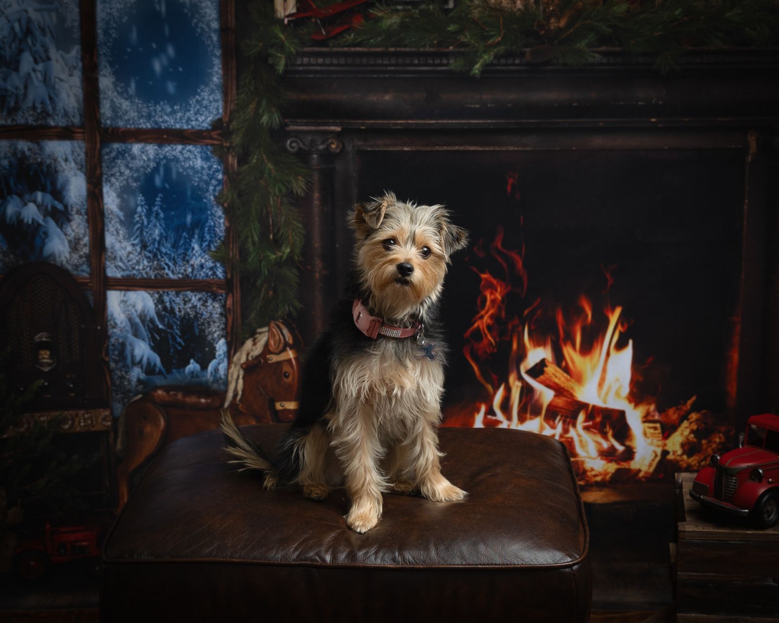 Fine art studio portrait focusing on family dog